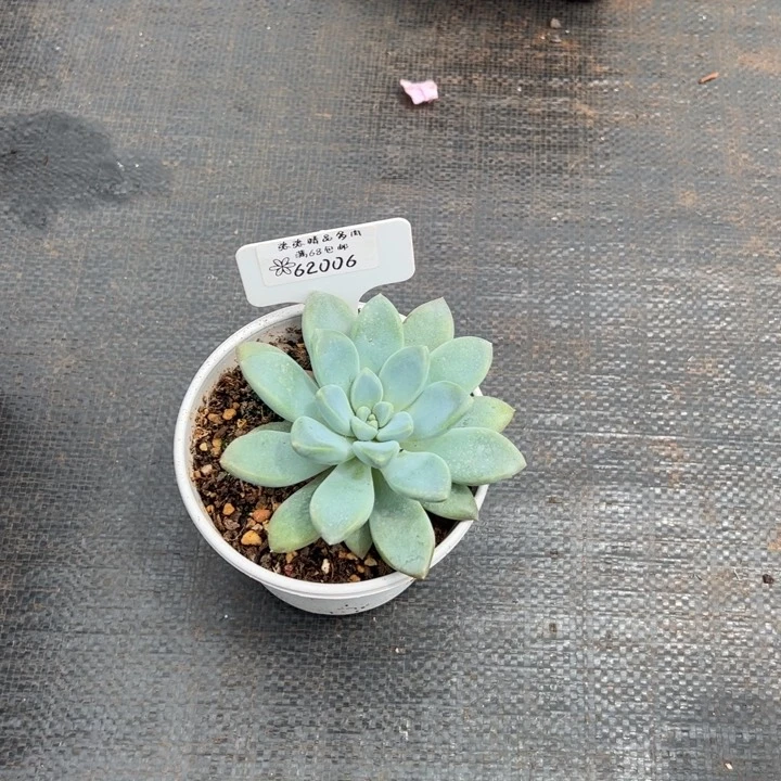 62006奶糖张张精品多肉