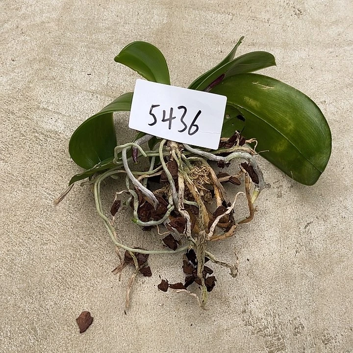 全部花苞5436福利