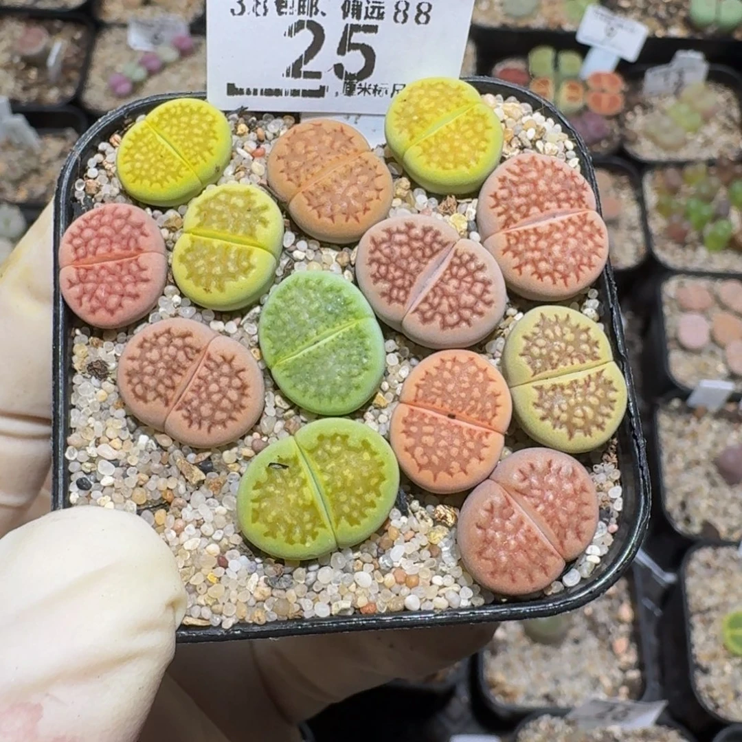 心***甜zzzzz精品生石花25