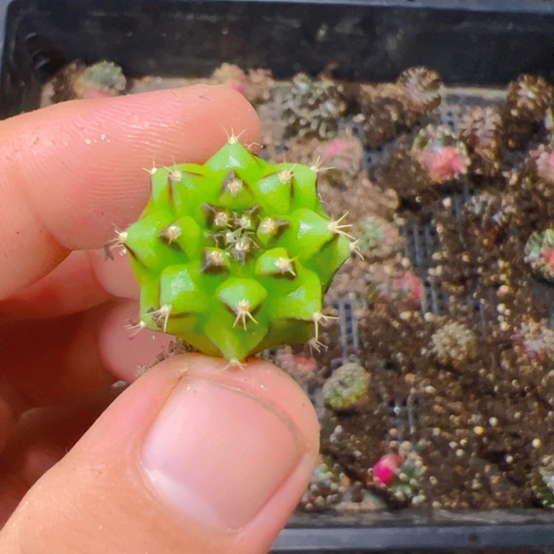 雪***子当前无花栽培后可以开花339