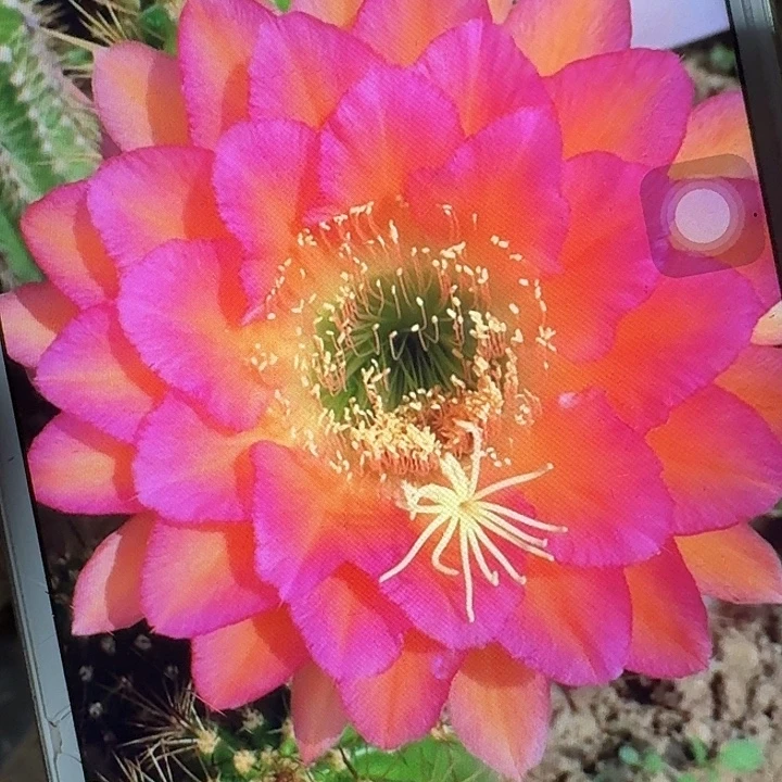 达加体侧芽5公分左右毛花柱（20包邮）