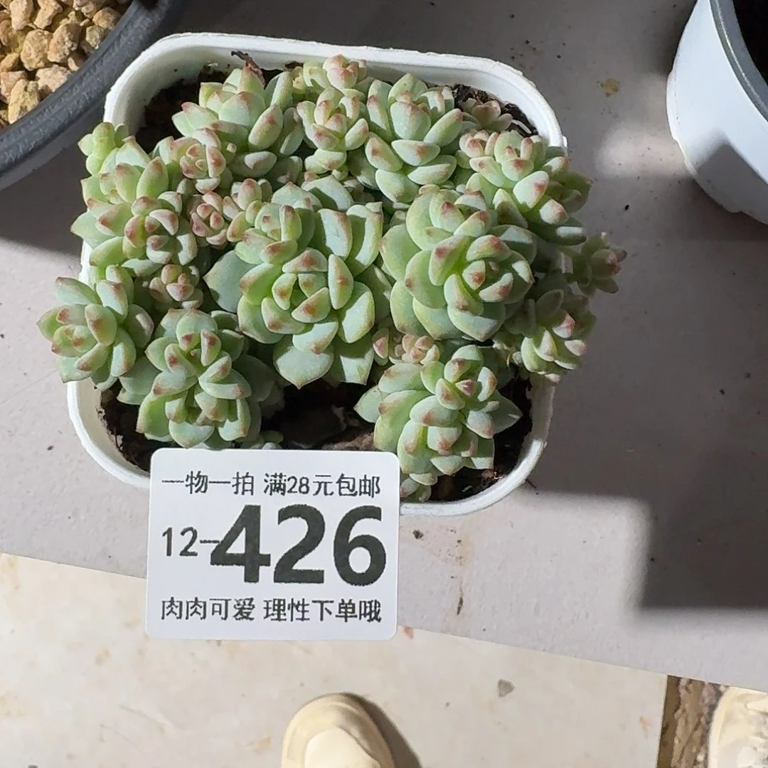 焦糖精灵无盆土发货无盆