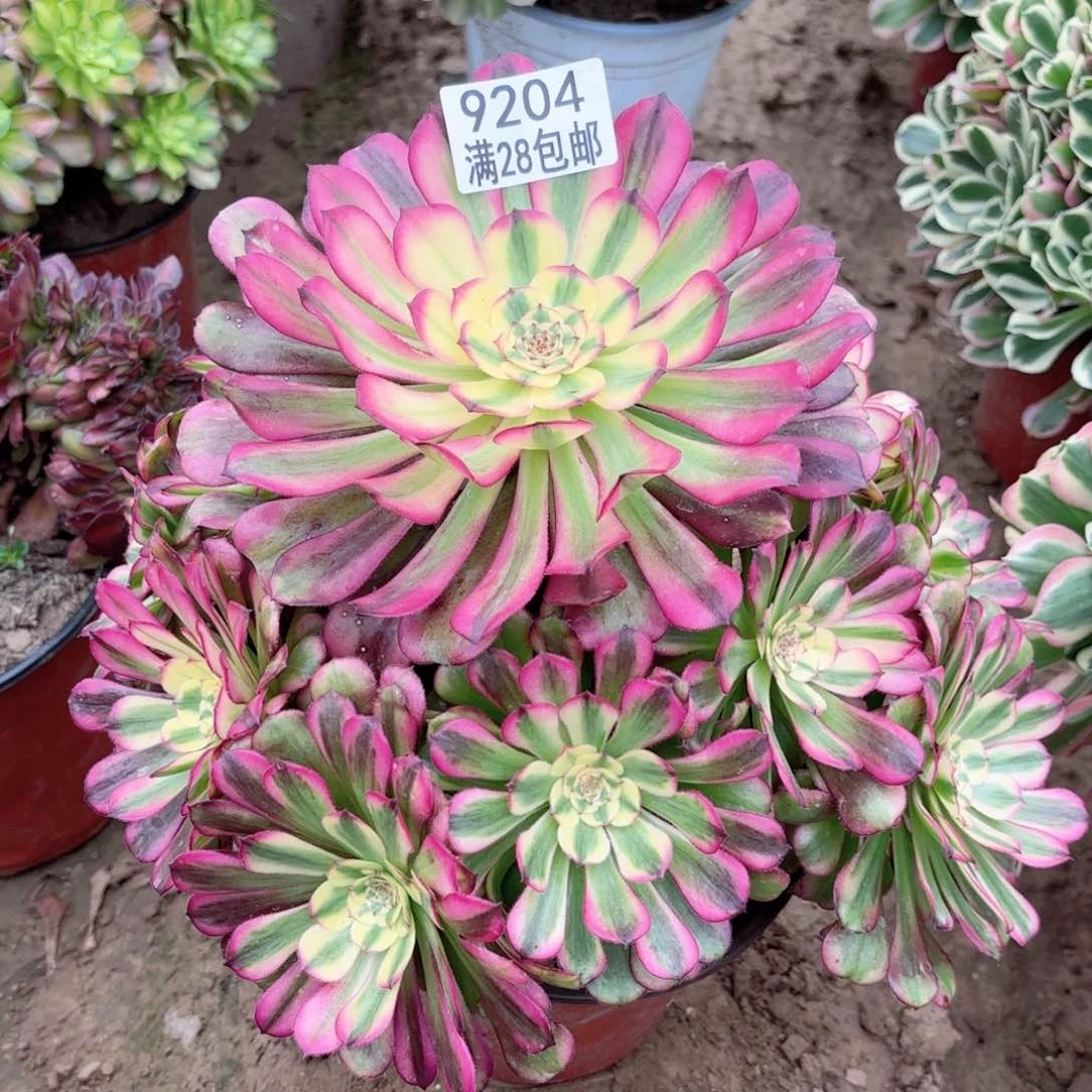 9204舞天姬多肉1111