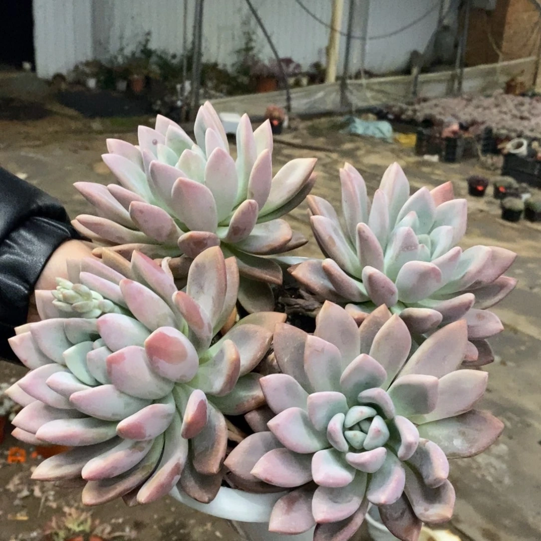 奥普琳娜四大头起发，230杯