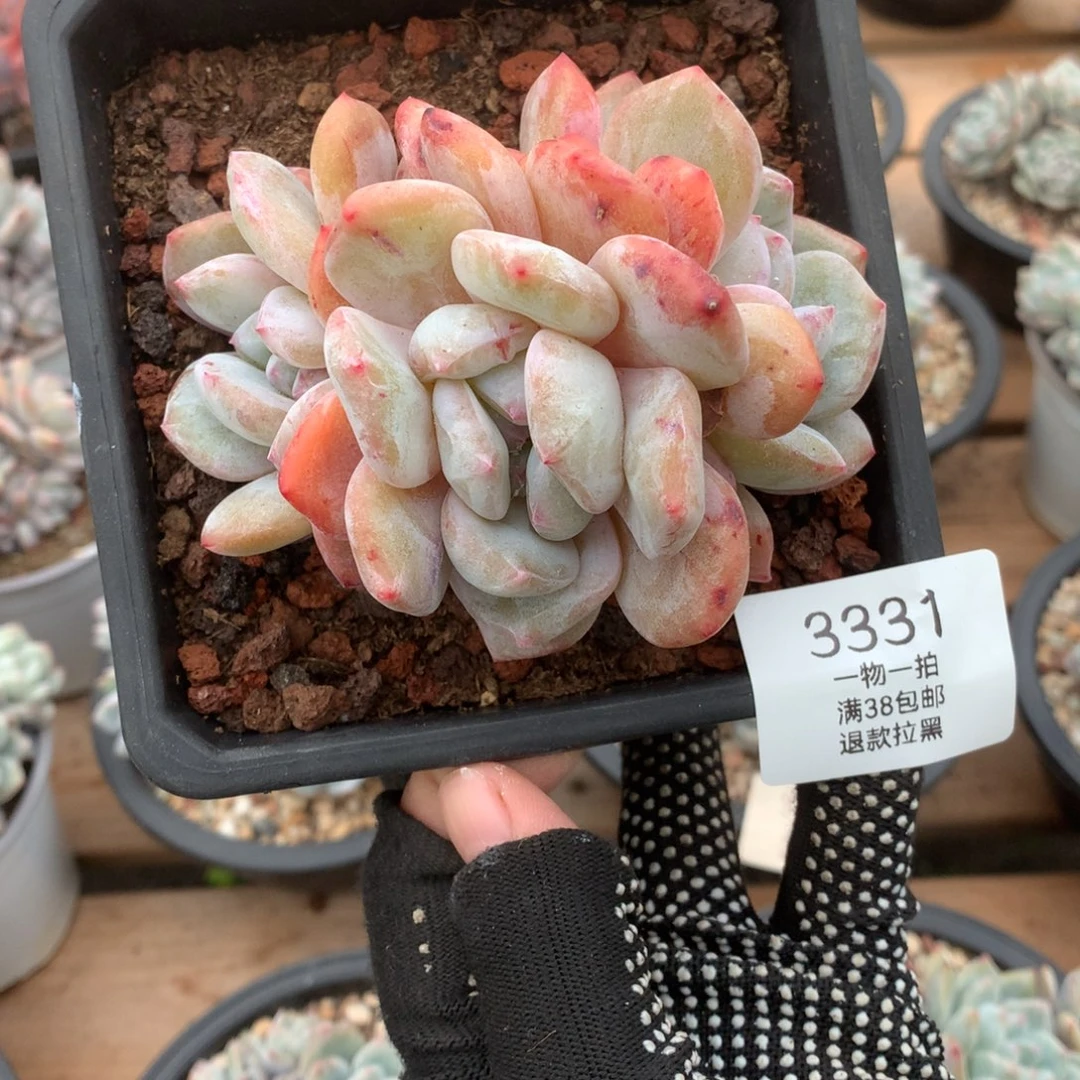 10.5厘米三头星影石化3331