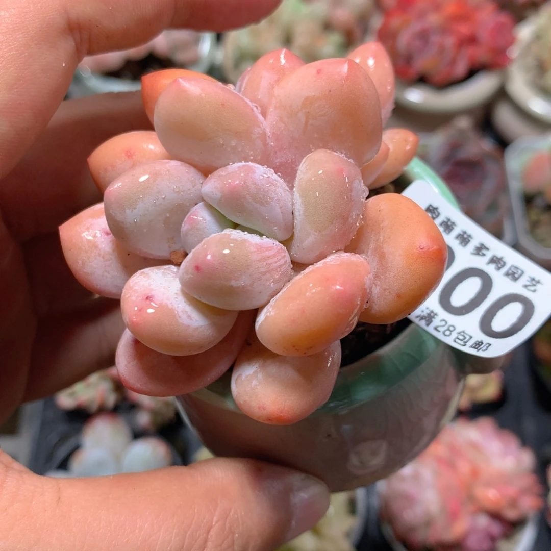 5CM拇指盆精控多肉ZO900