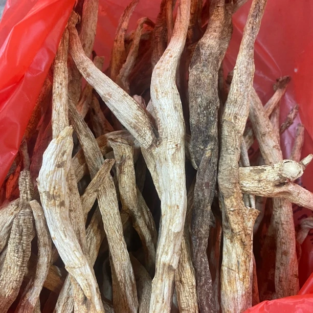 精选北沙参 大自然货无加工