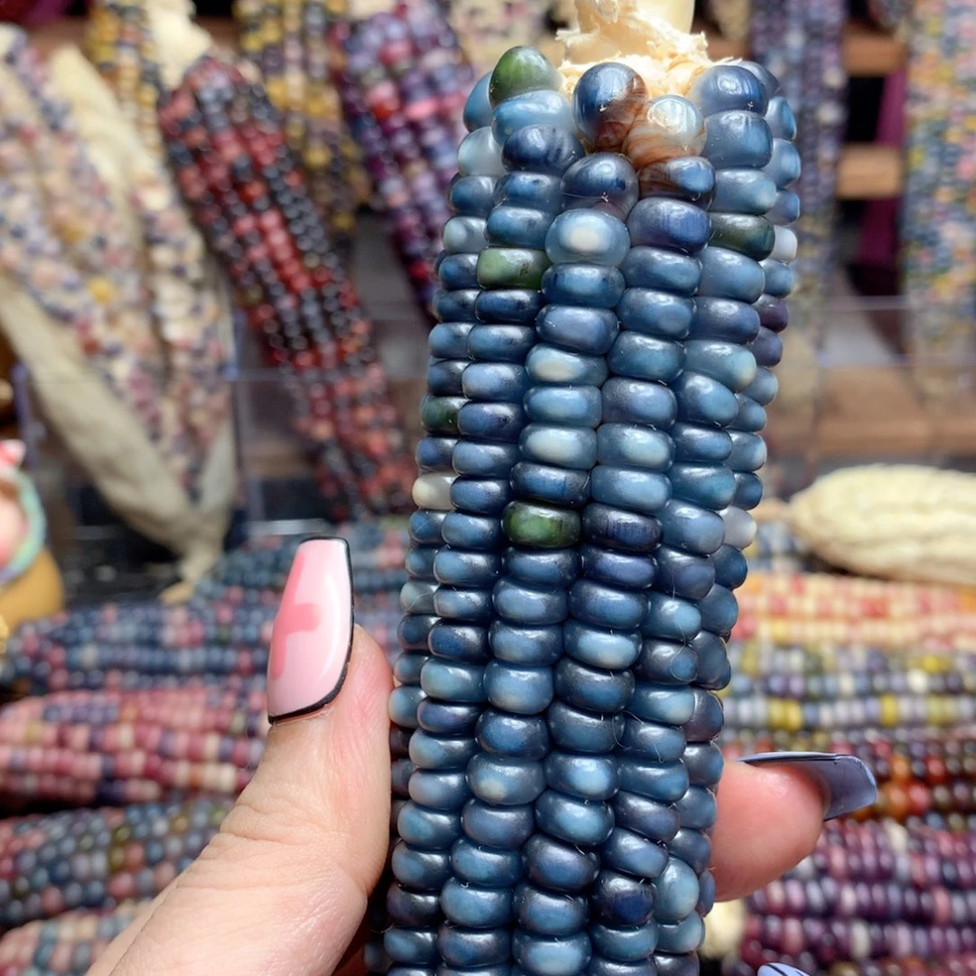 海*笙纯兰纯兰尾巴微瑕