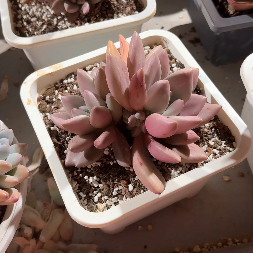 清***行初音多肉。