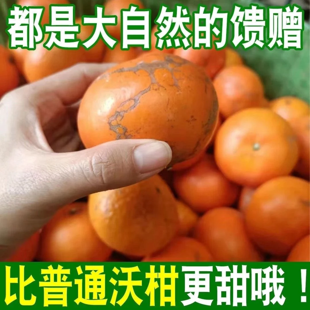 正宗广西武鸣沃柑5斤装高山老树花皮果当季橘子