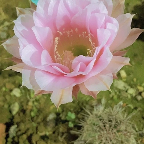 丫****）仙人掌牛棚粉一个