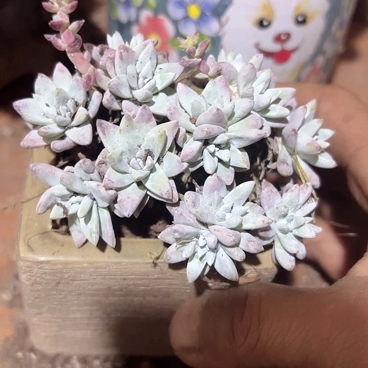 仙女杯多肉植物提取