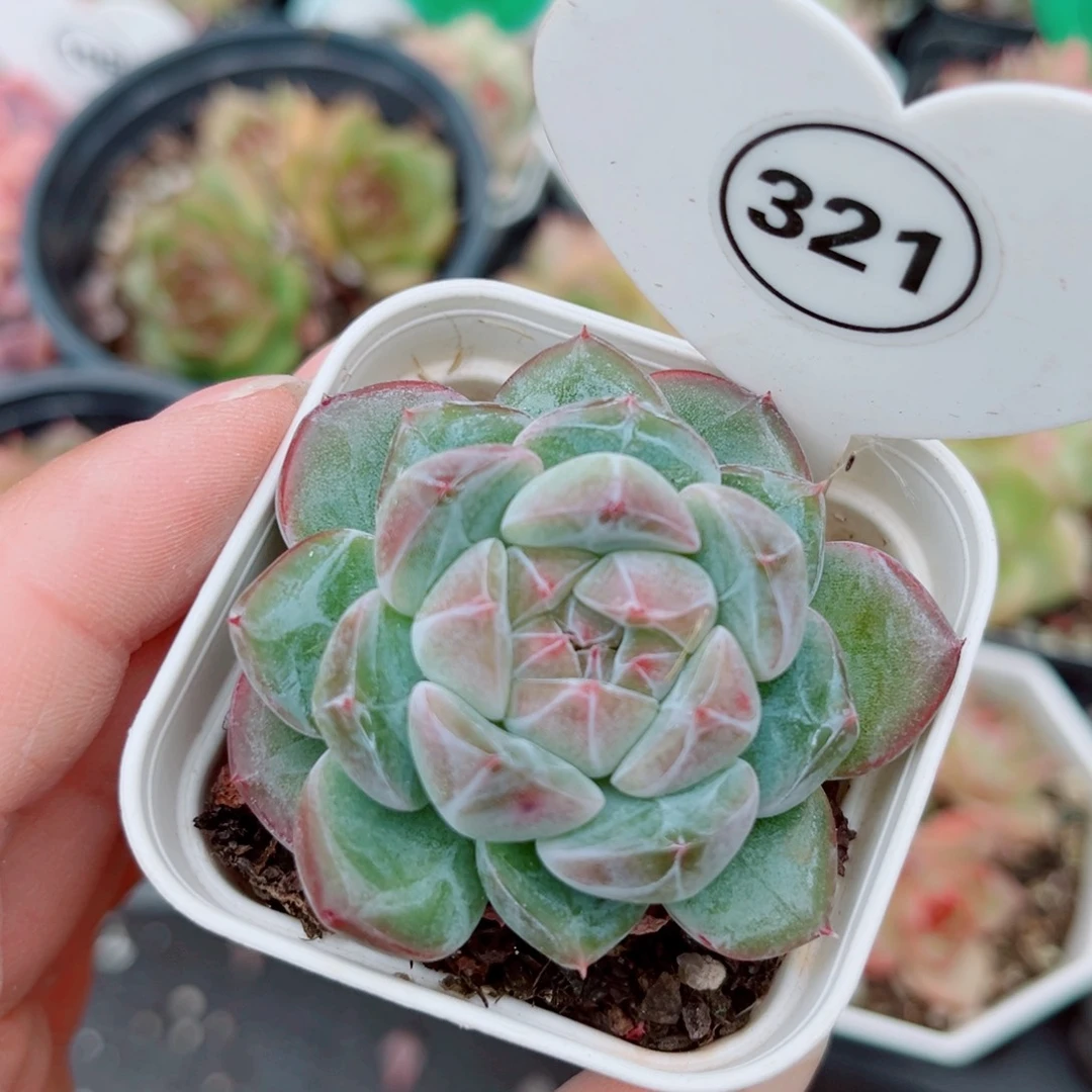 321号小老桩珍妮单头