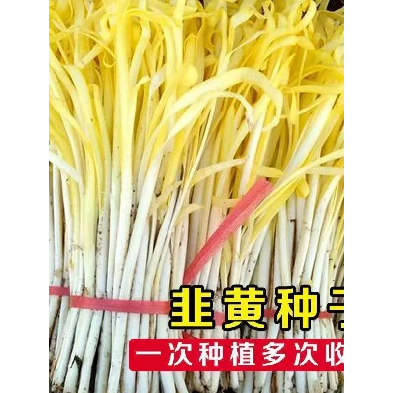 四季种植四季韭黄种子黄韭菜籽耐低温弱光高产农家大田盆蔬菜种子