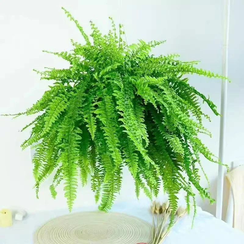 【1物1拍】波士顿蕨一加仑盆栽---耐阴耐热多年生观叶植物