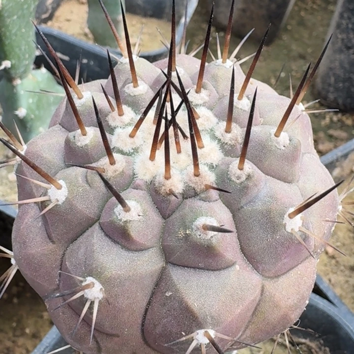 黑王苗接666666666