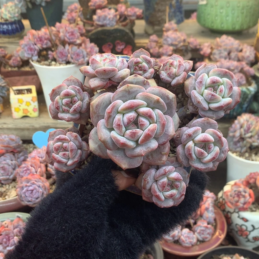 石榴籽无砍花花花花