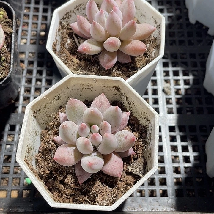 所罗门带盆土发货