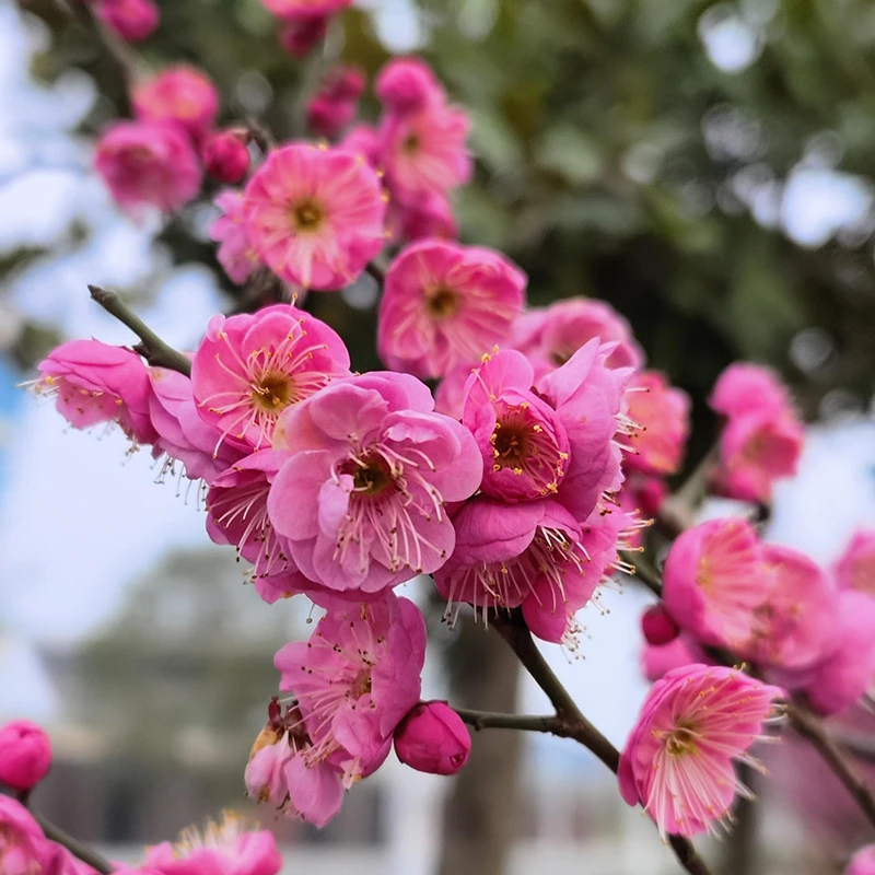 带着满满花苞梅花盆栽原生红梅盆景花卉植物苗耐寒花老桩室内好养
