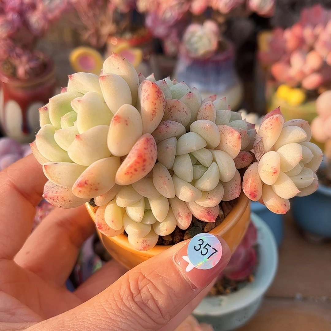 357 多肉含盆土30元除偏远