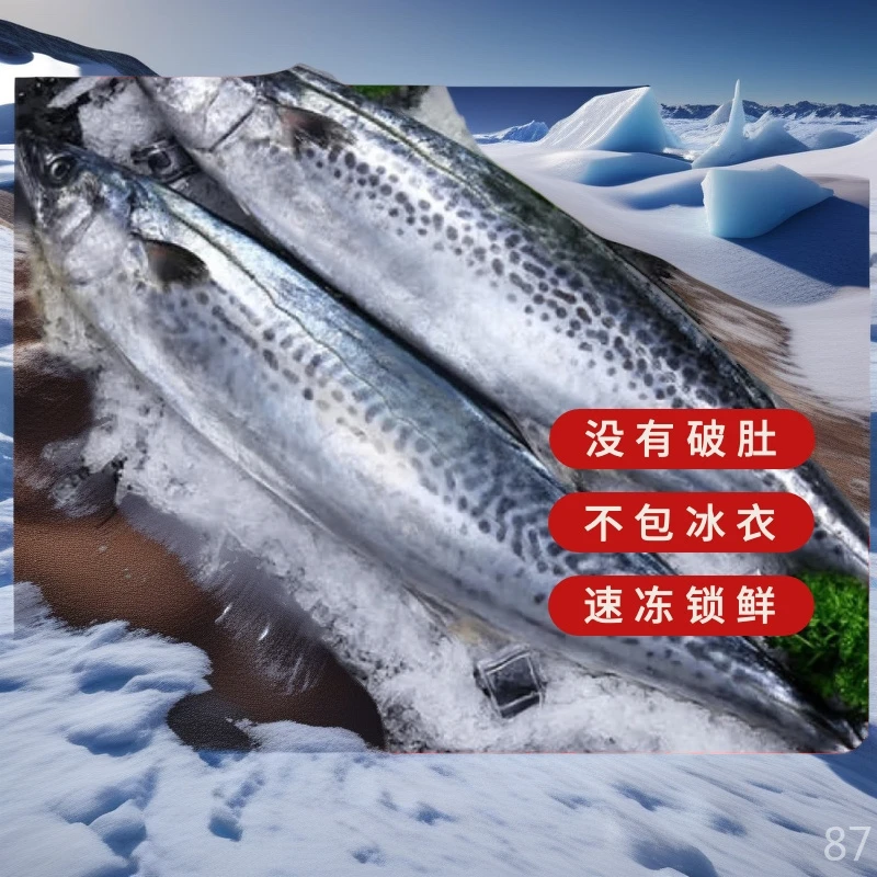 源头厂家新鲜渤海湾蓝点马鲛鱼无冰不破肚肥美饱满新鲜海鲜