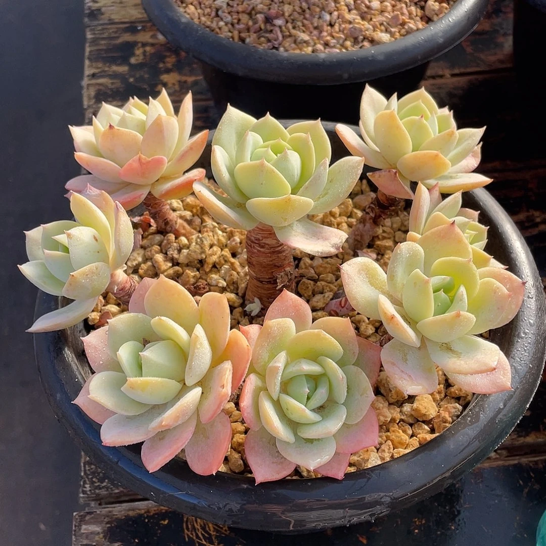 多肉植物一物一拍