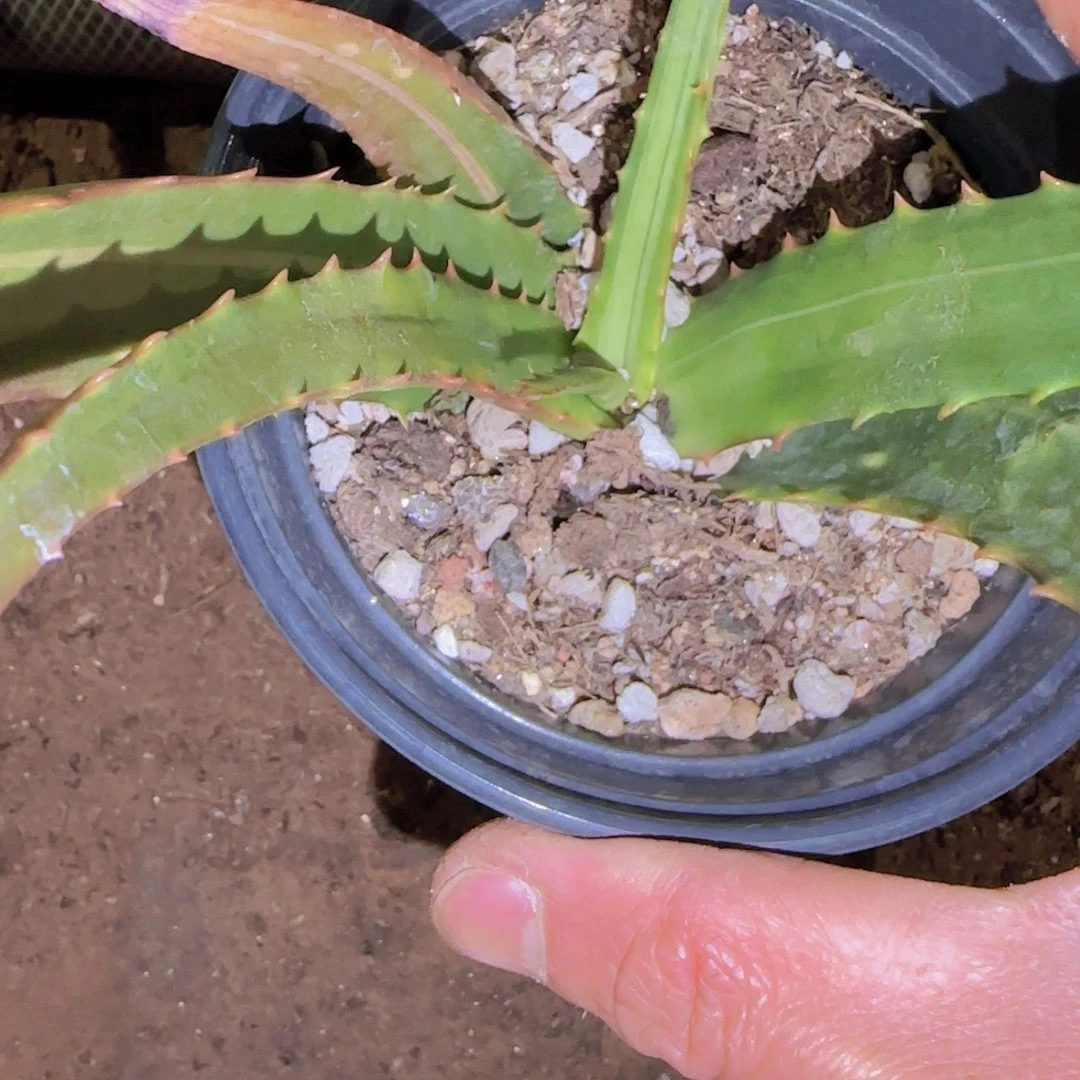 刘***力块根植物块根植物块根