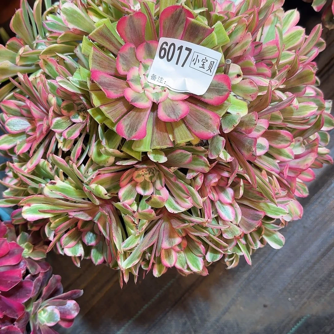 ꧁***꧂粉铜多肉6017多肉多肉