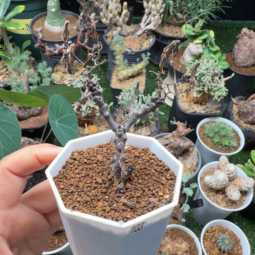 黑曼巴奇峰锦103(特)