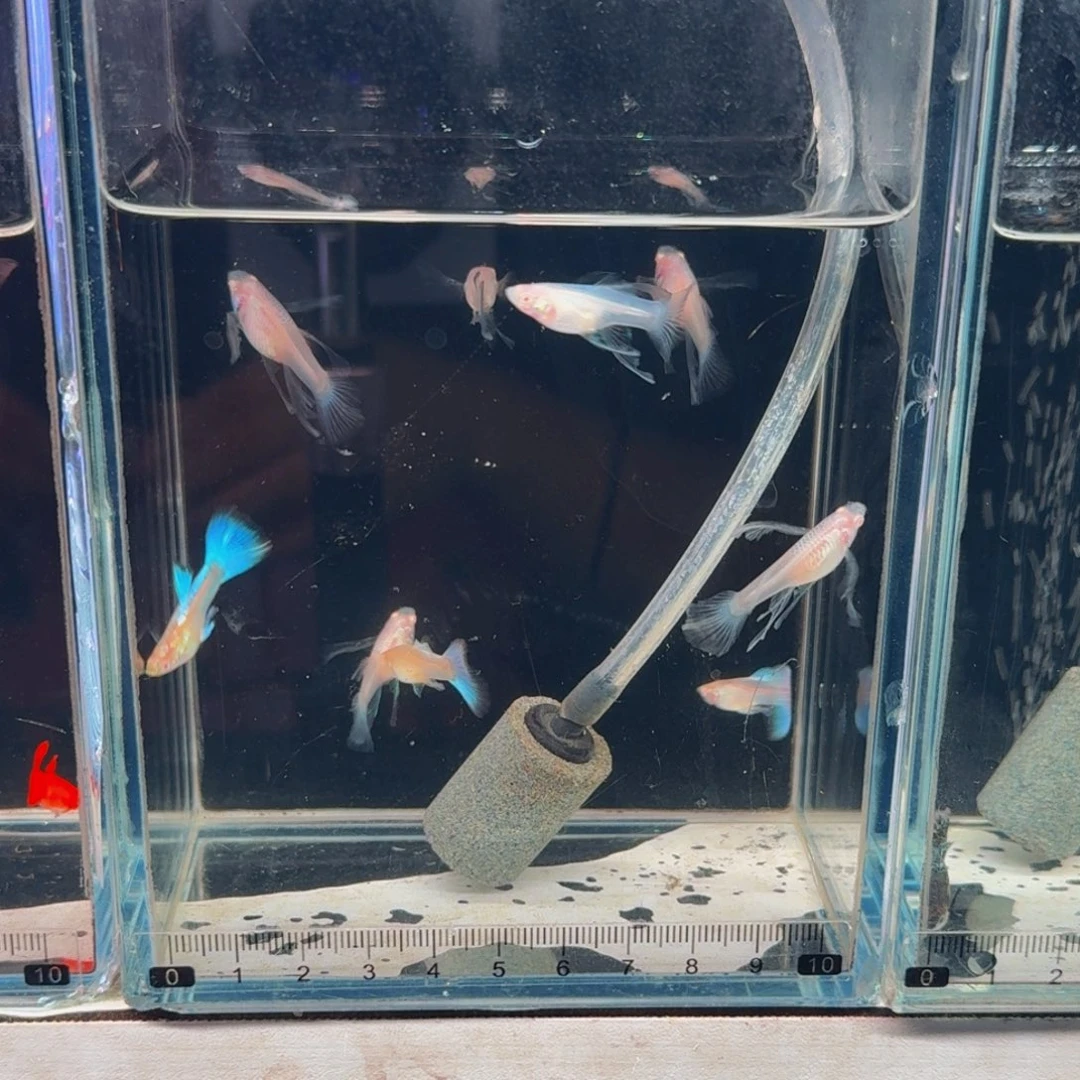 涵***6孔雀鱼涵哥哥蓝白绣球子代