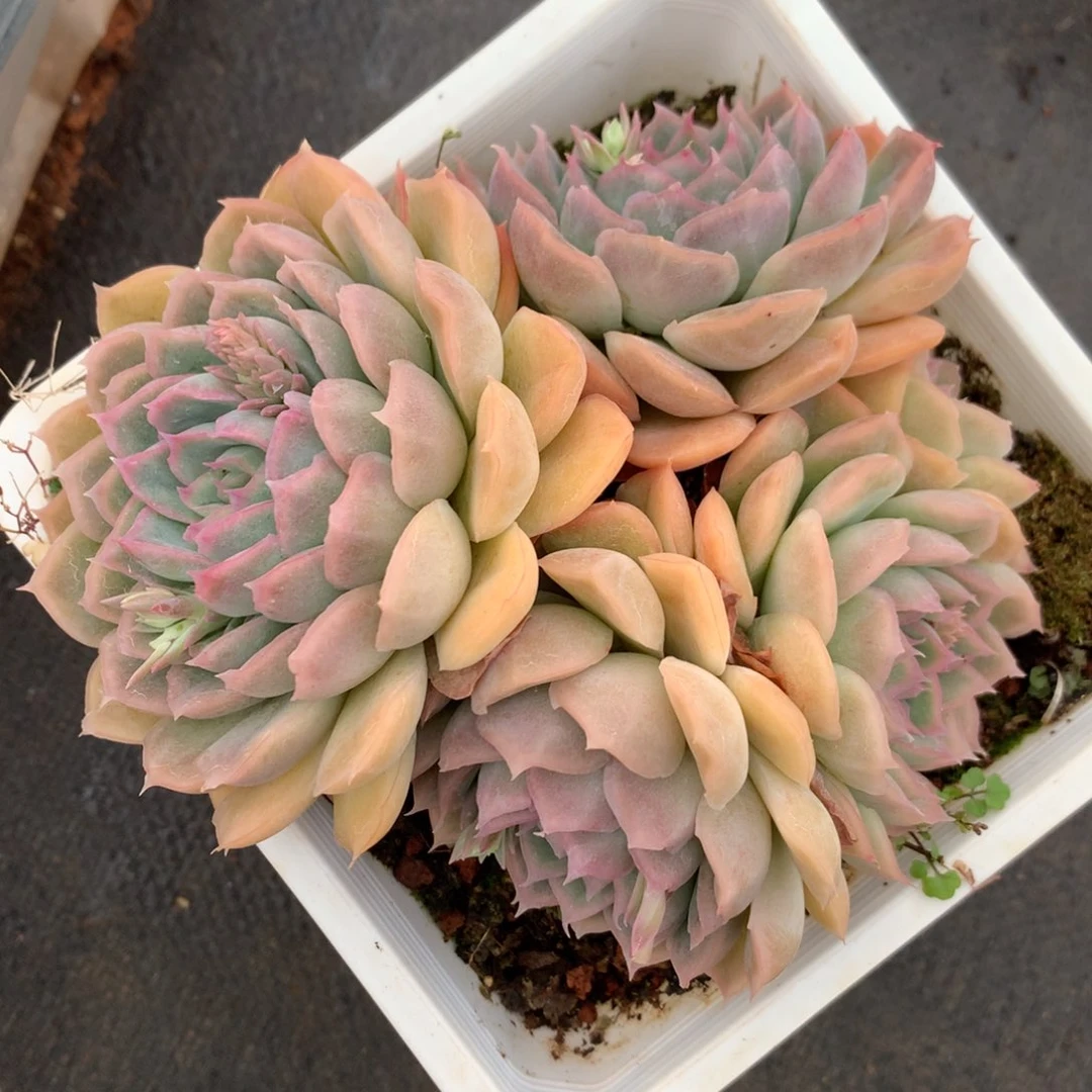 5129杂交精品基地12厘米