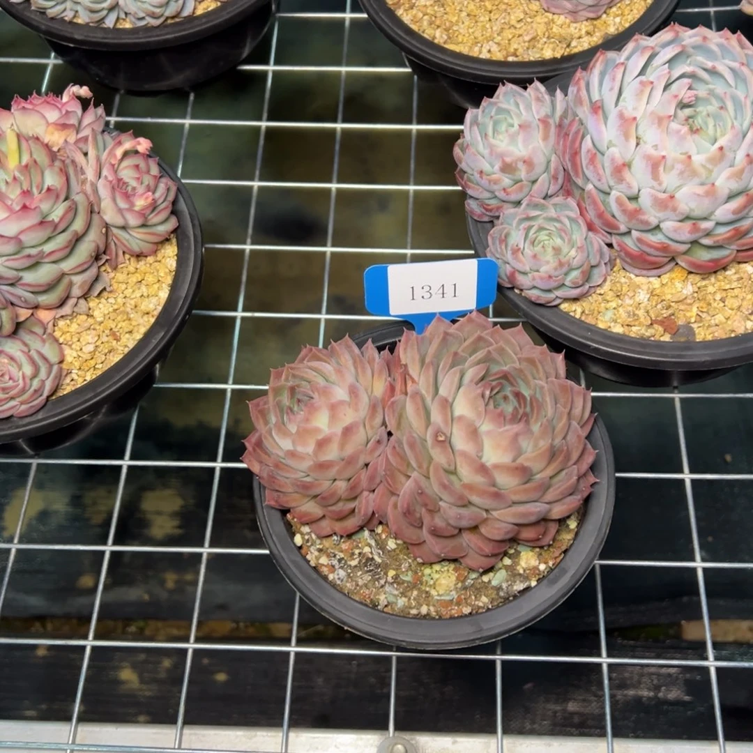 ?****?1341肉多么多哦哟多哦多哟