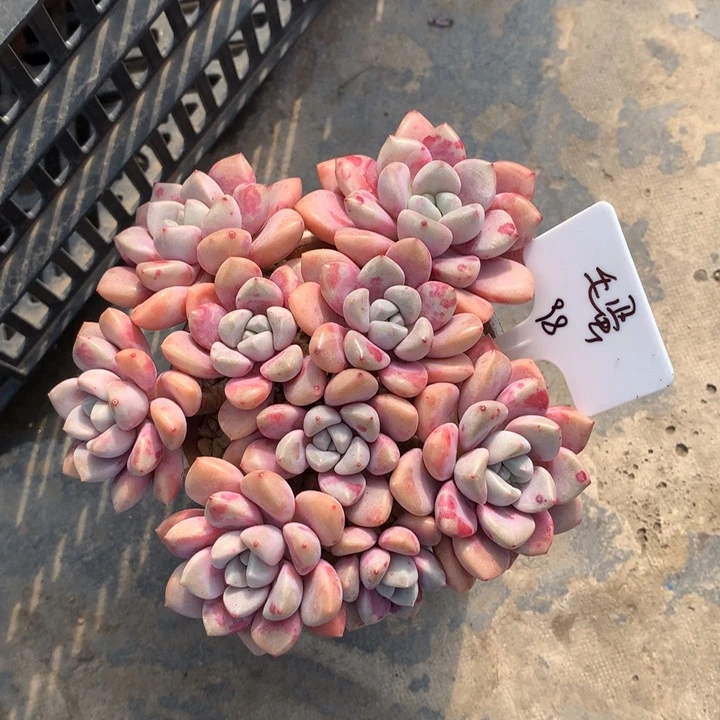 花般路平头群老桩发货