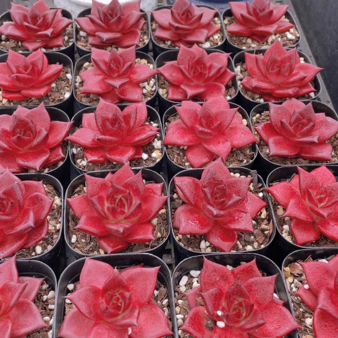 量拍35号 血色罗宾单头一个