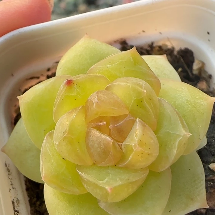 41王者系列多肉植物一盒