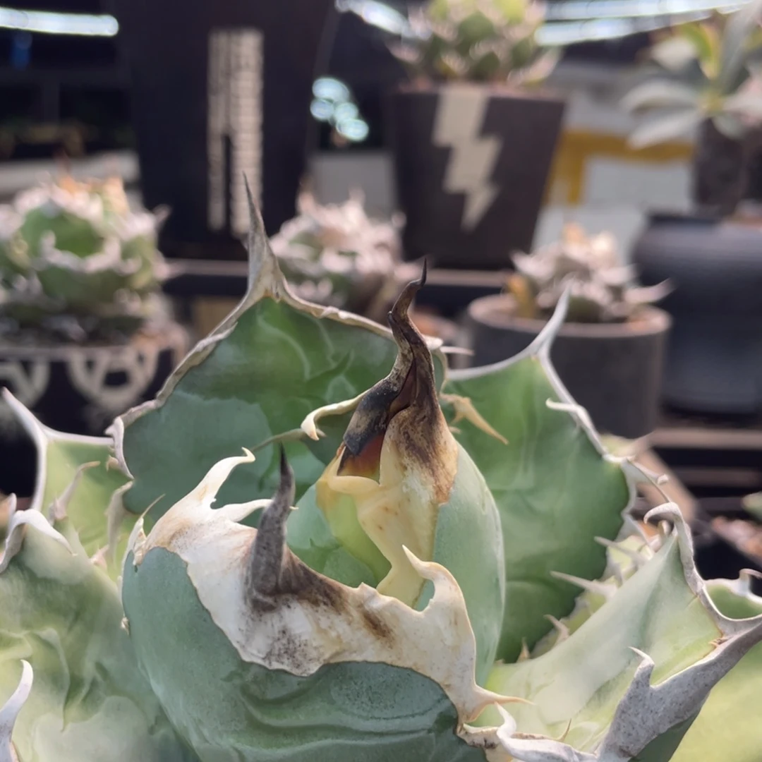 野二555555555555555