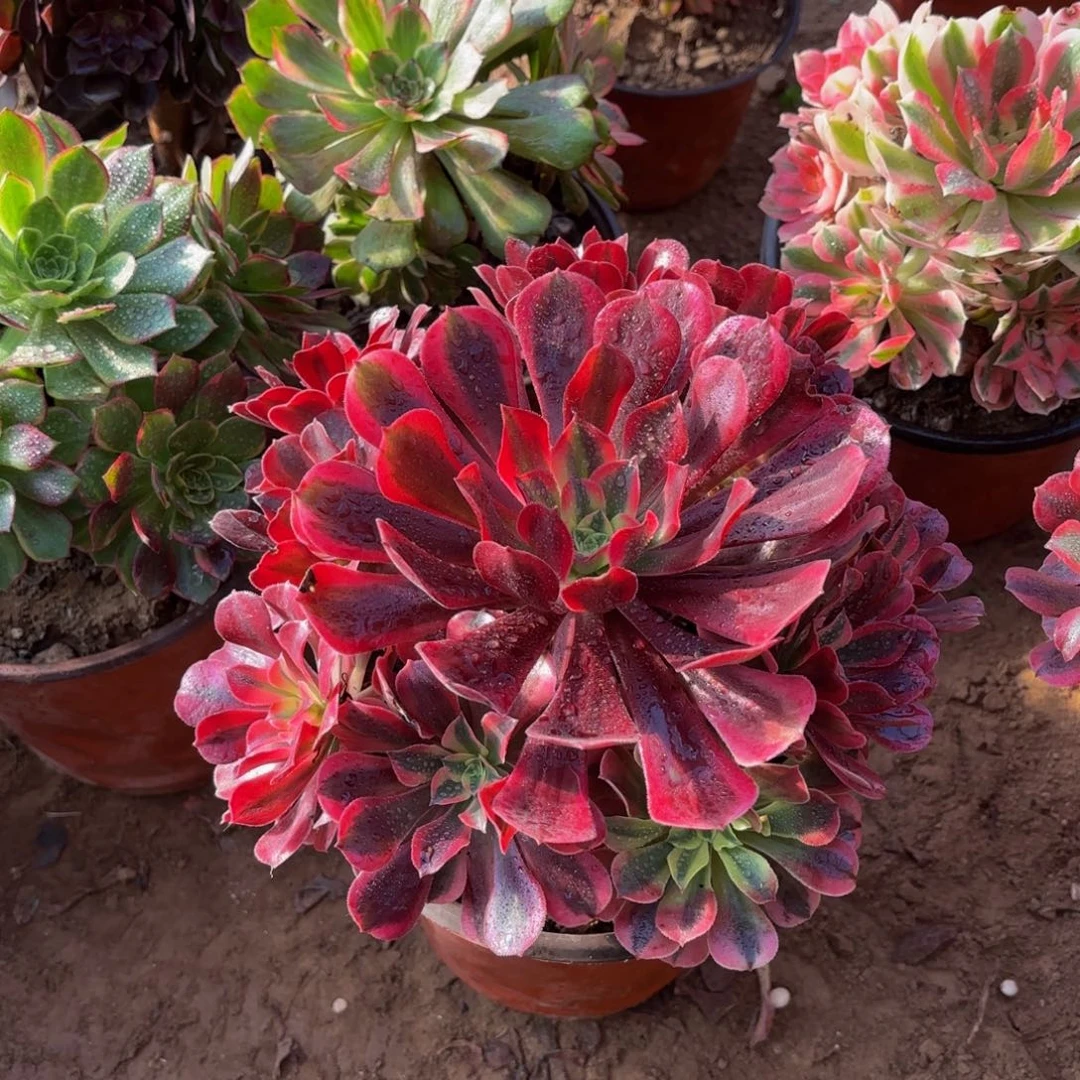 美杜莎手捧9.9多肉植物