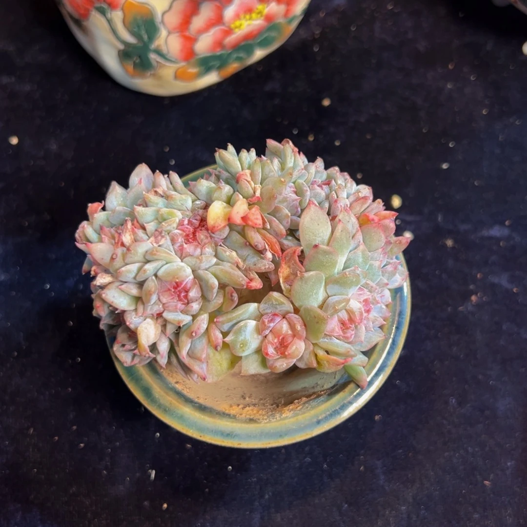 水蜜桃 新年快乐