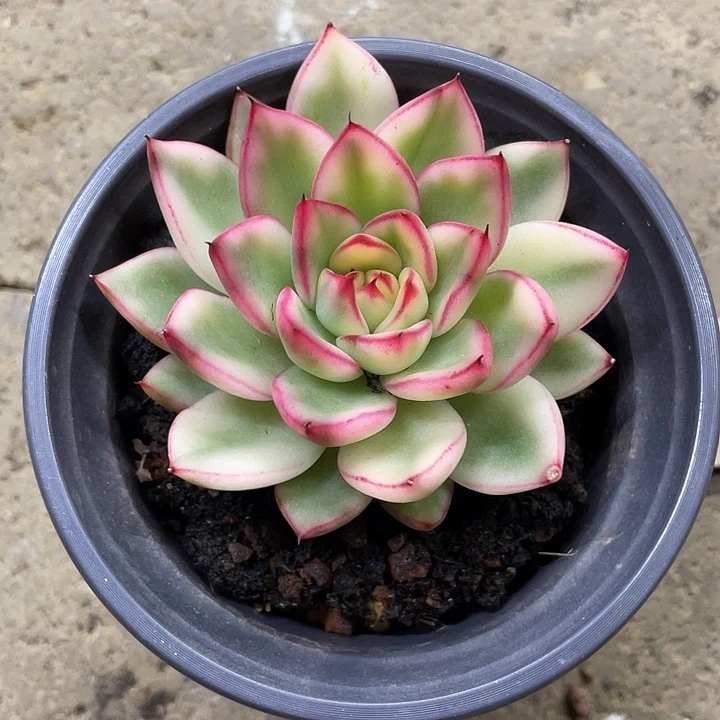 阿诗娜锦一物一拍