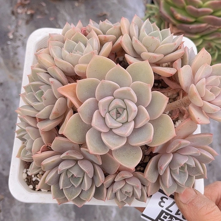 红粉佳人20173多肉植物