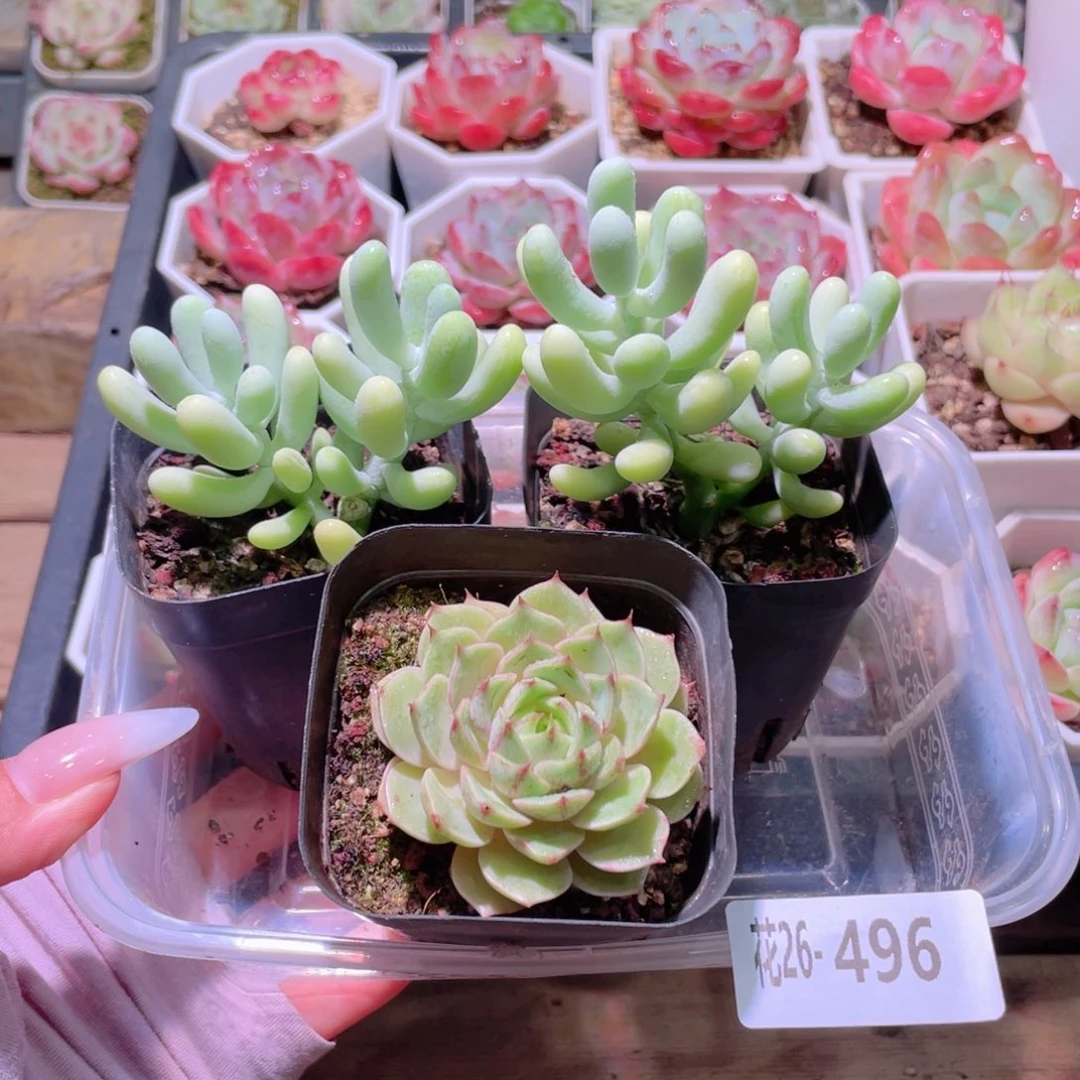 花利美26-496框拍3颗