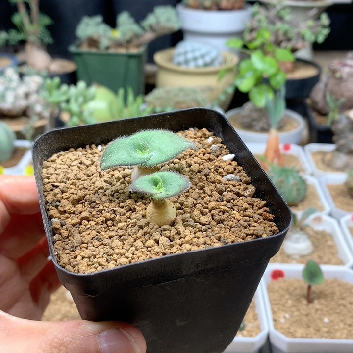 小毛艳镜母本2颗带盆