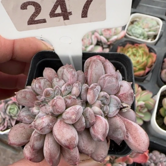 247粉珍妮缀多肉植物多