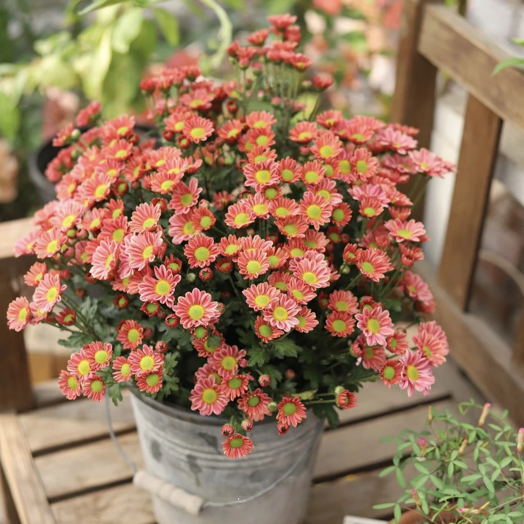 玲珑新品雏菊稀有盆栽四季开花阳台庭院四季开花原盆土带花发货