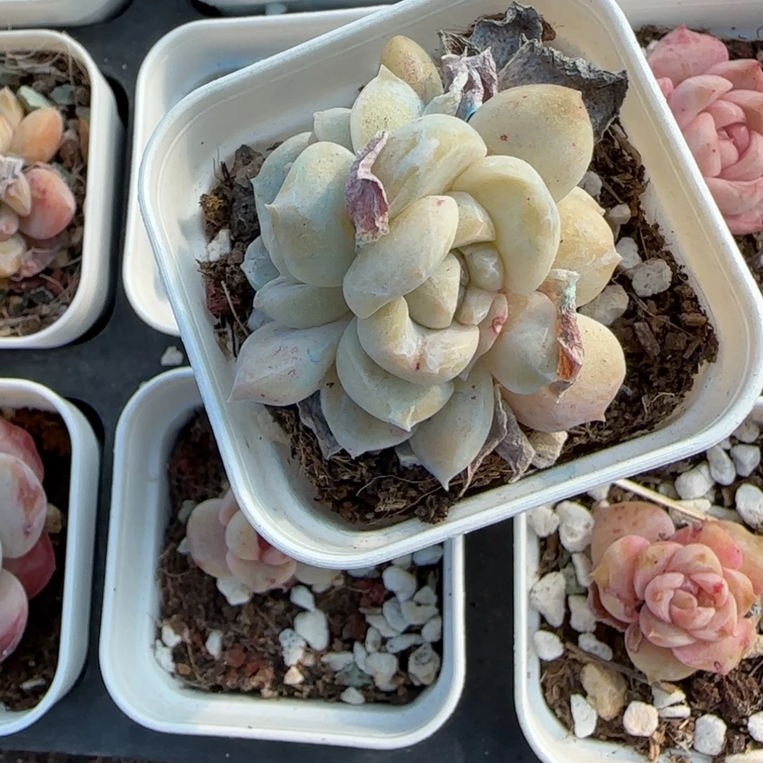 多肉小卡拉米糖心一物一拍