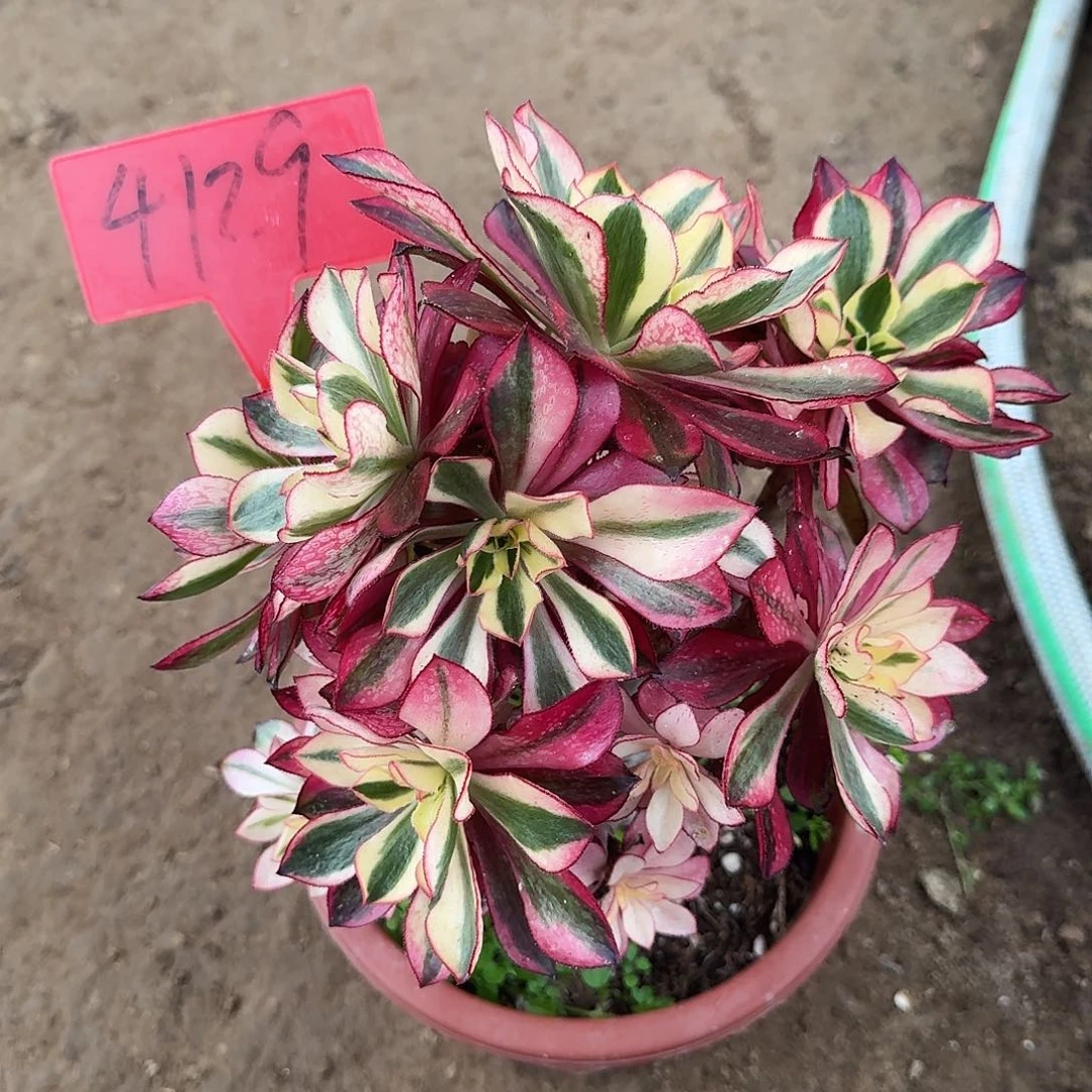 4129魅影母本多肉