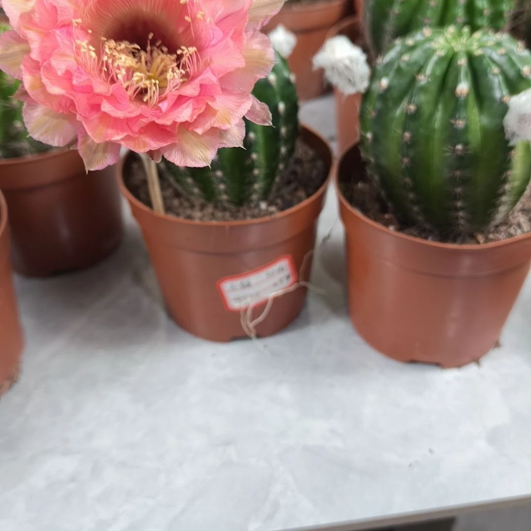 小黑黑009号带盆发（7cm起）