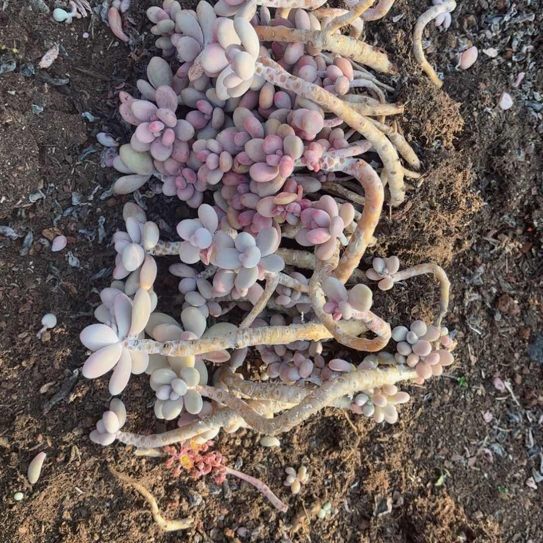 a****o桃蛋散装20-3。