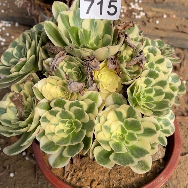 无花朵715多肉植物迈巴赫