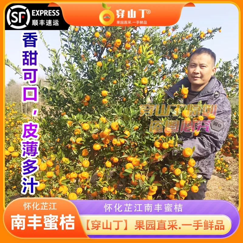 湖南怀化芷江南丰蜜桔清甜香味十足_孕妇水果小桔子应季水果-顺丰